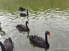 -广东茂名森林公园