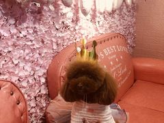 -百好乐宠物友好餐厅(朝外大街店)