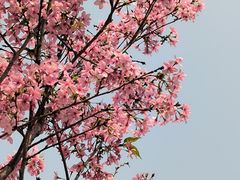 -中国科学院华南植物园