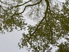 -秋霞圃