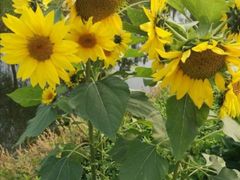 -前小桔亲子创意农场·草莓采摘·露营烧烤