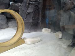 -海合安青岛极地海洋公园