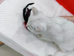 -纳吉亚猫专科动物医院博雅分院