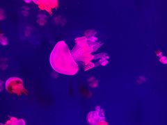 -哈尔滨波塞冬海底世界