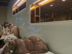 -more than meow吴止猫主题餐厅(承德 中船汇店)