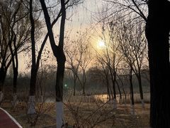 -大兴滨河森林公园