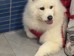 -伟伟宠物医院·CT影像中心·瑞派犬猫综合性门诊(汉口总院)