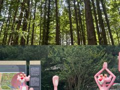 -日照海滨国家森林公园