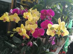 -桂林市花鸟市场