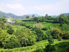 -雁南飞茶田景区