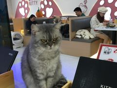 -喵园·猫主题咖啡厅·撸猫·猫咖(国贸店)