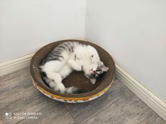 -艾贝尔宠物诊疗