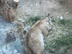 -青藏高原野生动物园