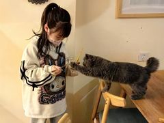 -滚猫咖啡·猫咖·猫友好撸猫(未来城店)