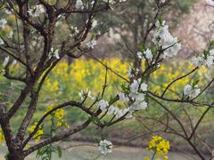 -南汇桃花村