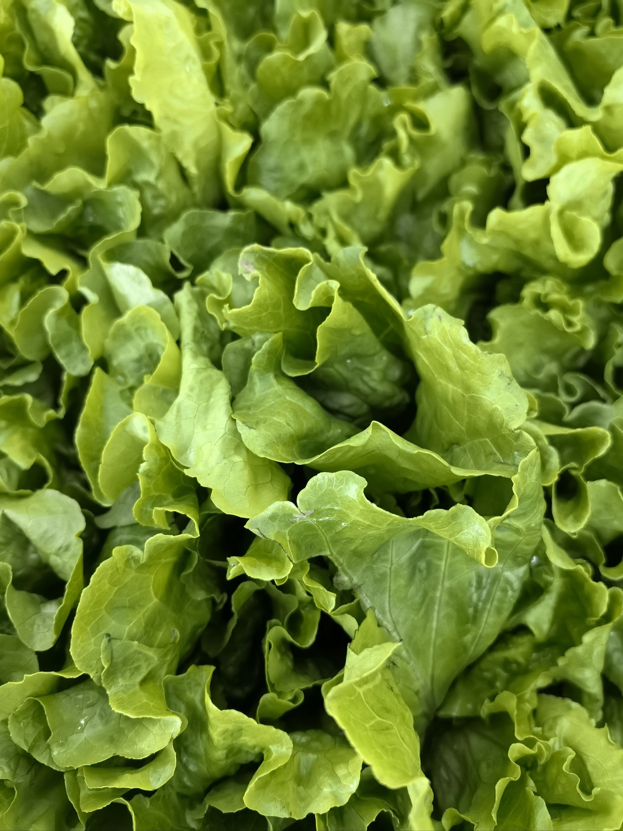 一家生菜洗不赢的烤肉店