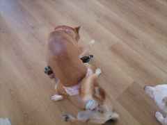 -柴犬小屋·柴餐厅·狗咖食堂(金鼎广场店)