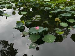 -荔湾湖公园