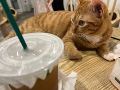 -楼上猫咖(罗湖店)