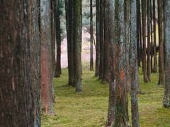 -玉苍山国家森林公园