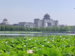 -莲花池公园