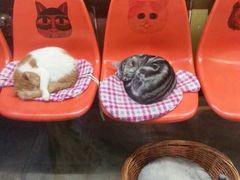 -猫咪博物馆(顶澳仔猫街店)