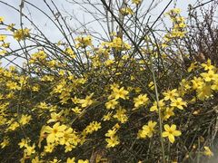 -大兴滨河森林公园