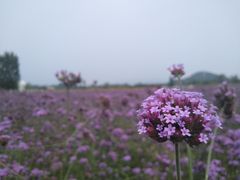 -北京东方普罗旺斯薰衣草庄园