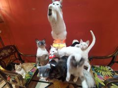 -猫色咖啡·猫咖
