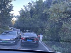 -紫鹊界梯田景区