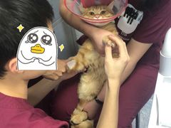 -美联众合爱康动物医院•复杂内科•肿瘤科•牙科•腔镜诊疗中心