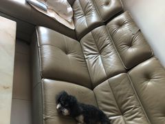 -PETKIT小佩宠物(古北店)