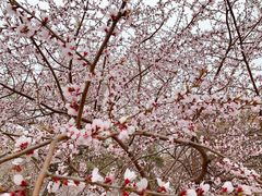 -桃花堤公园