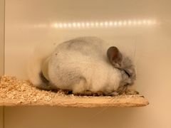 -龙猫仔乐园(惠福东路店)