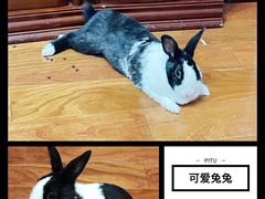 -宠物兔专门店(天丰利市场店)