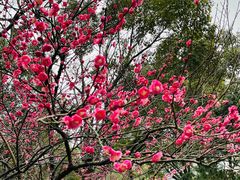 -杭州半山国家森林公园