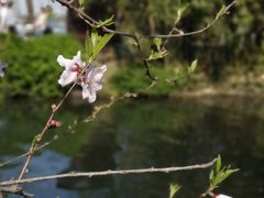 -西湖外事游船(花港观鱼码头)