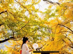 -千年银杏谷文化旅游区