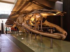 -墨尔本博物馆(Melbourne Museum)
