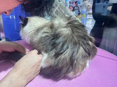 -FAELING PETS美天灵宠物(合生汇店)