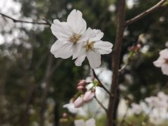 -西北湖绿化广场