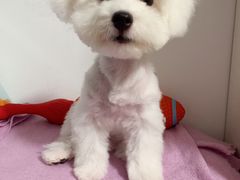 -PETKIT小佩宠物·低压洗护(国顺东路店)