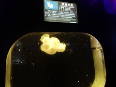 -北海海底世界