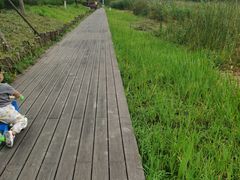 -长田漾湿地公园