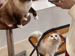 -共舞时光猫咖·狗咖(新街口店)