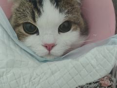 -汪喵宠物医院·骨科心脏影像·犬猫急重症ICU诊疗中心(成华分院)