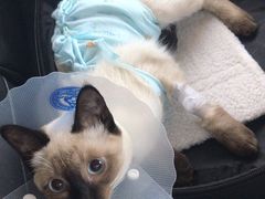 -纳吉亚猫专科动物医院博雅分院