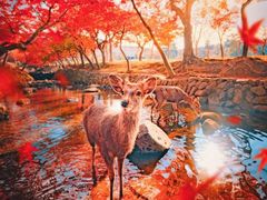 -大国药妆(NEW心斎橋店)