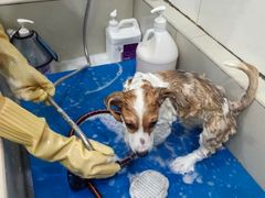 -艾贝尔宠物医院 ·内科全科(梁溪路店)