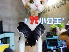 -麒麟缅因猫舍·十五年缅因猫选购中心